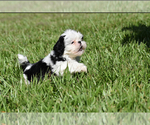 Small #3 Shih Tzu