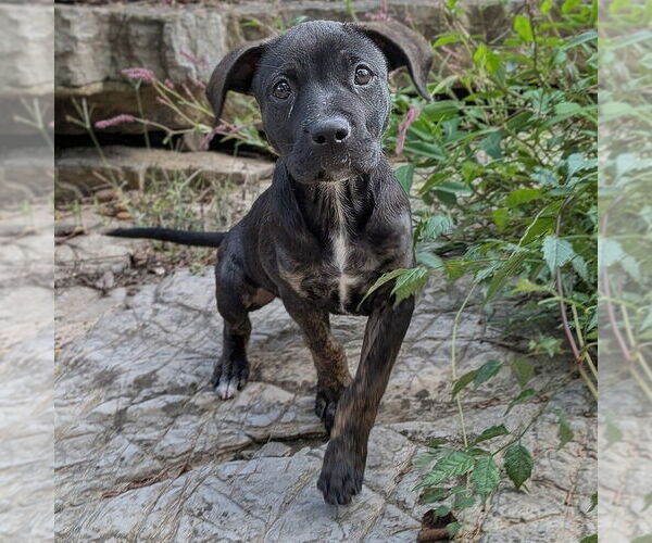 Medium Photo #4 Mutt Puppy For Sale in Vail, AZ, USA