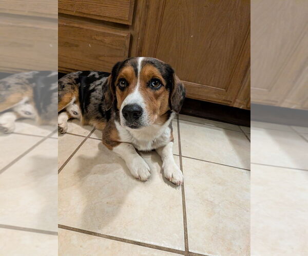 Medium Photo #4 Beagle-Unknown Mix Puppy For Sale in Vail, AZ, USA