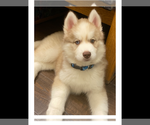Small Photo #3 Siberian Husky Puppy For Sale in LYNNWOOD, WA, USA
