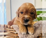 Small Photo #2 Australian Labradoodle Puppy For Sale in RICHLAND, WA, USA