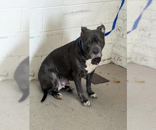 Medium Photo #1 Mutt Puppy For Sale in San Bernardino, CA, USA