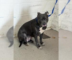 Mutt Dogs for adoption in San Bernardino, CA, USA