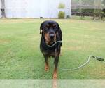 Small Photo #1 Rottweiler Puppy For Sale in ROCKWALL, TX, USA