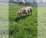 Small #9 American Pit Bull Terrier Mix