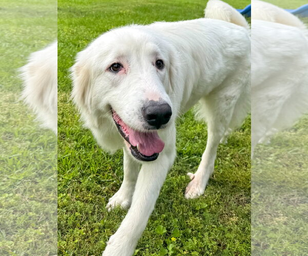 Medium Photo #7 Great Pyrenees-Unknown Mix Puppy For Sale in Houston, TX, USA