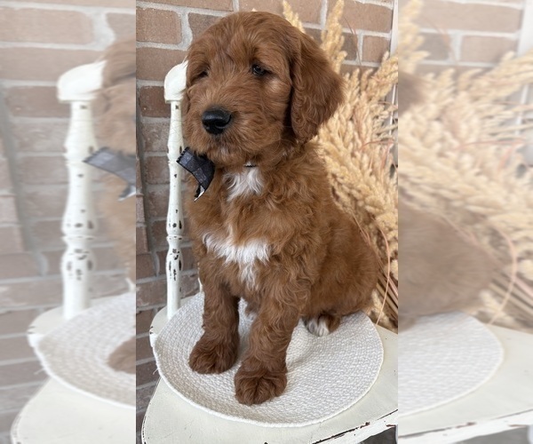 Medium Photo #3 Goldendoodle Puppy For Sale in WOODBURN, IN, USA