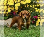 Small Photo #1 Bernedoodle (Miniature) Puppy For Sale in NAPPANEE, IN, USA