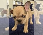 Small #9 French Bulldog