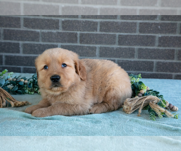 Medium Photo #6 Golden Retriever Puppy For Sale in MILLERSBURG, OH, USA