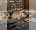 Small Photo #9 Welsh Cardigan Corgi Puppy For Sale in SUN PRAIRIE, WI, USA