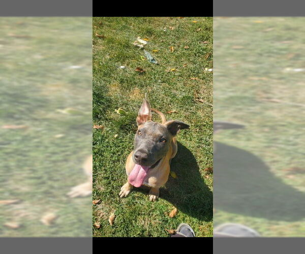 Medium Photo #14 Mutt Puppy For Sale in Sebec, ME, USA