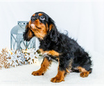 Small Photo #51 Cavalier King Charles Spaniel Puppy For Sale in WAKARUSA, IN, USA