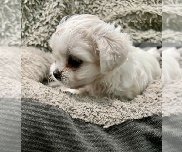 Medium Photo #2 Zuchon Puppy For Sale in RENO, NV, USA