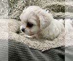 Puppy Izzy Zuchon