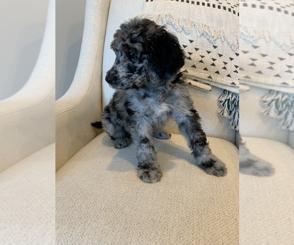 Medium Photo #3 Poodle (Standard) Puppy For Sale in SANDY, UT, USA