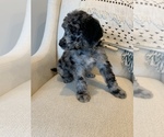 Small Photo #3 Poodle (Standard) Puppy For Sale in SANDY, UT, USA