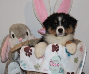 Australian Shepherd Litter for sale in WENDELL, NC, USA