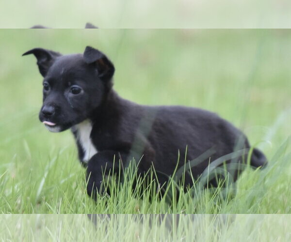 Medium Photo #4 Chihuahua-Unknown Mix Puppy For Sale in Mechanicsburg, PA, USA