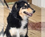 Small #2 Collie Mix