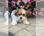 Small #3 Havanese