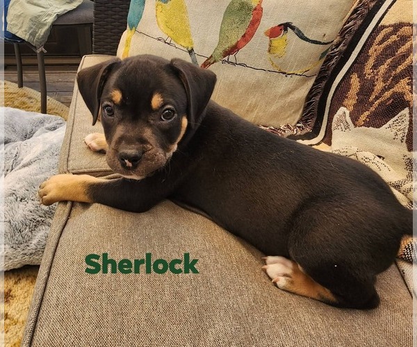 Medium Photo #3 Rottweiler-Unknown Mix Puppy For Sale in Marine City, MI, USA