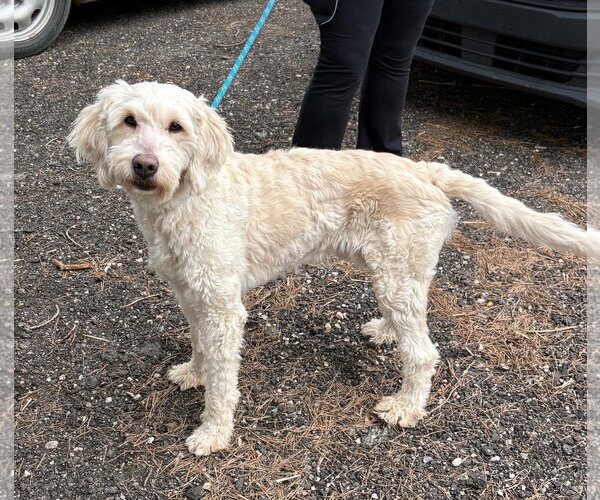 Medium Photo #3 Goldendoodle Puppy For Sale in Clarkston, MI, USA