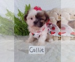 Small #6 Shih Tzu