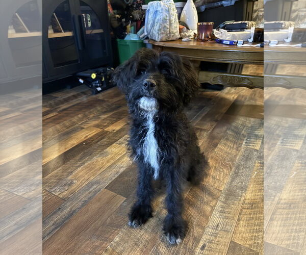 Medium Photo #7 Poodle (Standard)-Unknown Mix Puppy For Sale in Cookeville, TN, USA