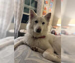 Small #1 Golden Retriever-pomeranian spitz Mix