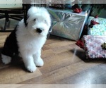 Small Photo #10 Old English Sheepdog Puppy For Sale in OSCEOLA, IN, USA