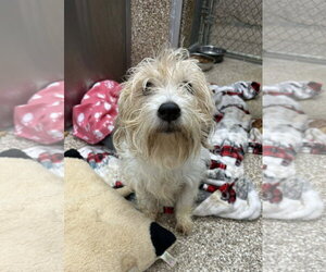 Cairn Terrier Dogs for adoption in Martinsburg, WV, USA