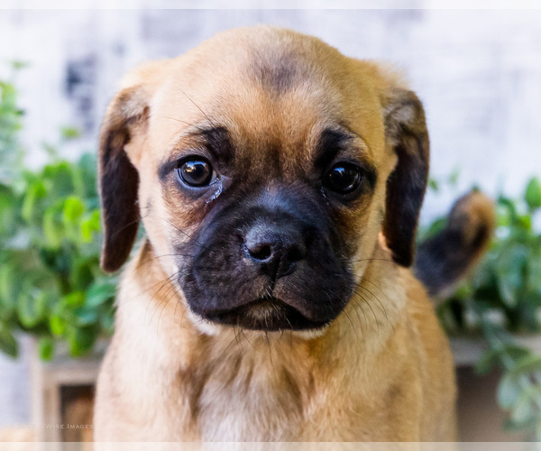 Medium Photo #50 Puggle Puppy For Sale in WAKARUSA, IN, USA