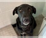 Small Labrador Retriever