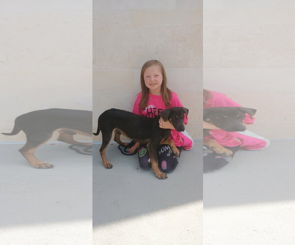 Medium Photo #4 Dachshund Puppy For Sale in The Woodlands, TX, USA