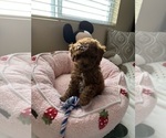 Small Photo #18 Poodle (Toy) Puppy For Sale in NORTH HILLS, CA, USA