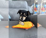 Small Fox Terrier (Toy)
