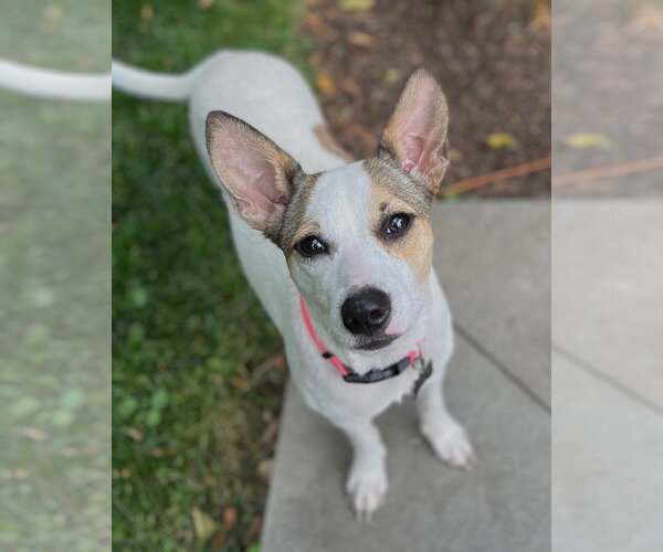 Medium Photo #7 Rat Terrier-Shiba Inu Mix Puppy For Sale in Wakefield, RI, USA