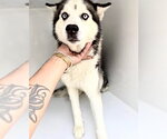 Small Siberian Husky