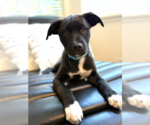 Small Photo #5 Mutt Puppy For Sale in Sandy, UT, USA