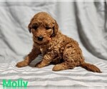 Small Photo #3 Goldendoodle Puppy For Sale in ETNA GREEN, IN, USA
