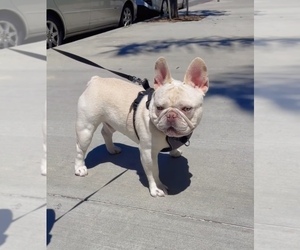 French Bulldog Puppy for Sale in SHERMAN VILLAGE, California USA