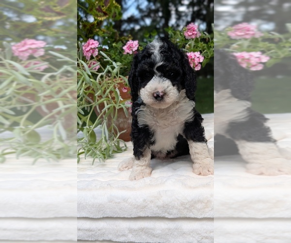 Medium Photo #85 Miniature Bernedoodle Puppy For Sale in GOSHEN, IN, USA