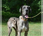 Small #3 Great Dane