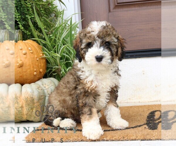 Medium Photo #5 Cavapoo Puppy For Sale in NARVON, PA, USA