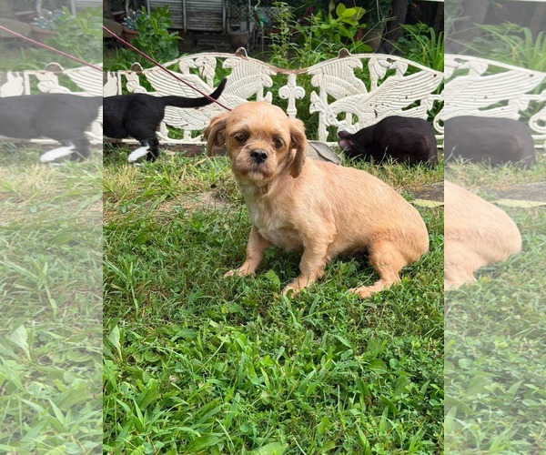 Medium Photo #3 Shih Tzu Puppy For Sale in HOPKINSVILLE/PRINCETON, KY, NH, USA