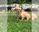 Small #2 Shih Tzu