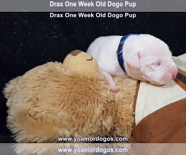 Medium Photo #15 Dogo Argentino Puppy For Sale in JANE, MO, USA