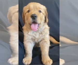 Golden Retriever Puppy for sale in SANTA ANA, CA, USA