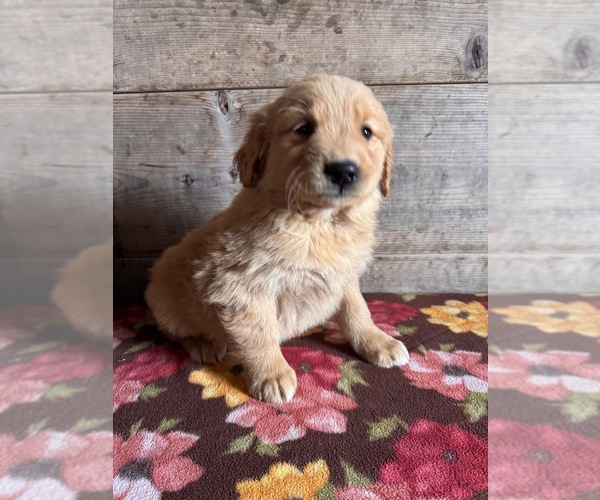 Medium Photo #9 Golden Retriever Puppy For Sale in VERMONTVILLE, MI, USA